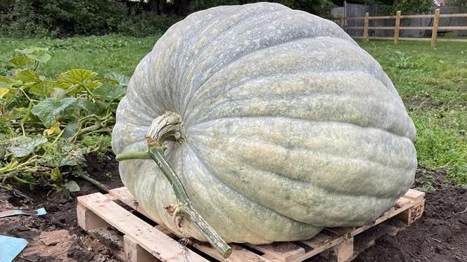 A large light green pumpkin resting on its side, with its cut stalk facing slightly on the left. It is resting on a wooden pallet, which is on the mud. To the left are some pumpkin vine and leaves and beyond it and behind the pumpkin is grass.