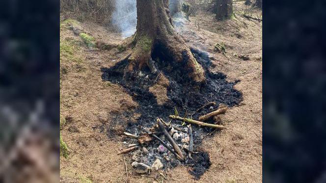 Photo of burnt out campfire by tree in the woods.