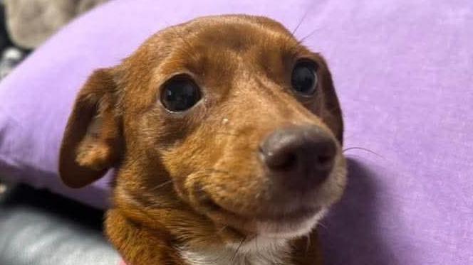 Thumbelina, who is a small brown dog that looks like a Jack Russell. She is sitting upright next to a purple pillow.