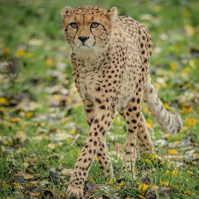one of the cheetah cubs exploring its enclosure.