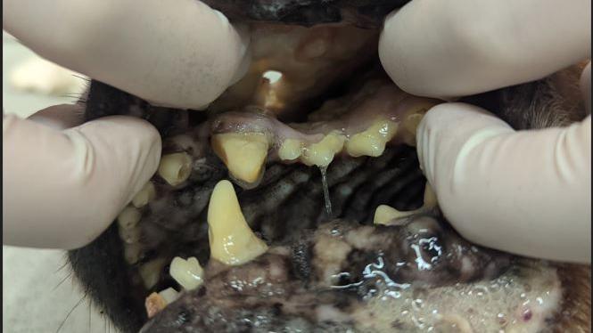 An image showing the chronic dental disease of an eight-year-old Staffordshire bull terrier.