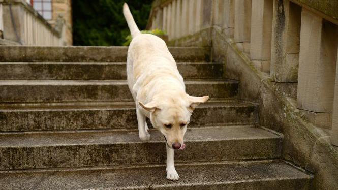 A Labrador Retriever walking down a step.