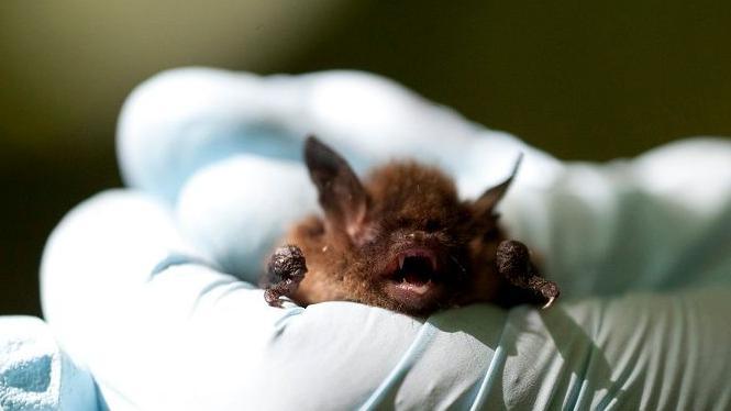 A bat being held by a gloved hand - the bat seems a bit angry about it, with it's mouth open showing it's teeth. It has big ears and a fluffy body.