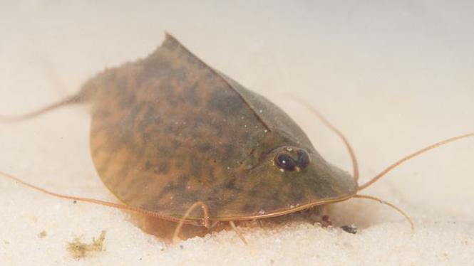Another view of the shrimp, this time on the bed of a river