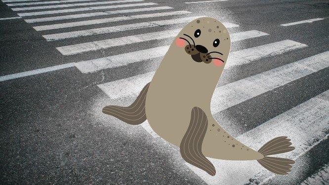 A-Sea-Lion-crossing-the-road