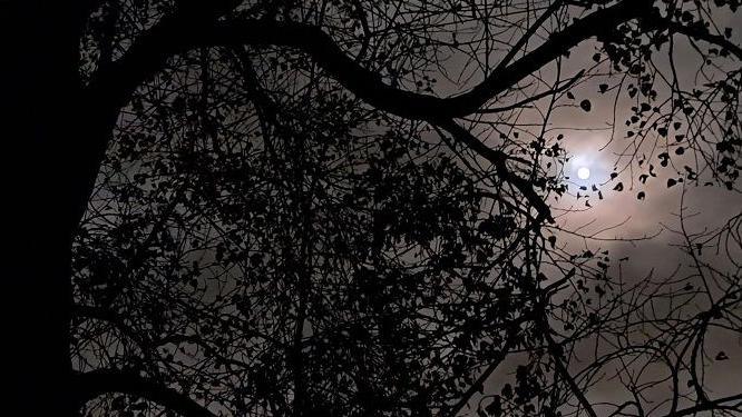 The black branches of a tree cut across a grey sky which is lit up by a small circle of light, the supermoon, radiating light through the branches