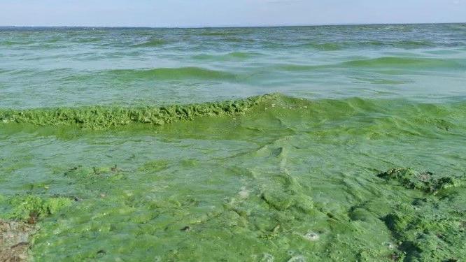 A wide shot of large, green clumps of blue-green algae in Lough Neagh. The blooms are being washed up on the shore, and the water is visibly green.
