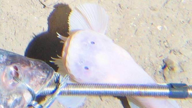 Snailfish