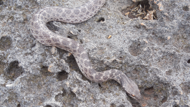 Clarion Nightsnake (Photo: Daniel Mulcahy)