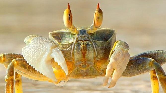 Ghost-crab-on-a-beach.