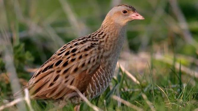 A brown bird with black and white markings on it sits among green grass. It has a small peach coloured beak and brown eyes. It is a medium size.