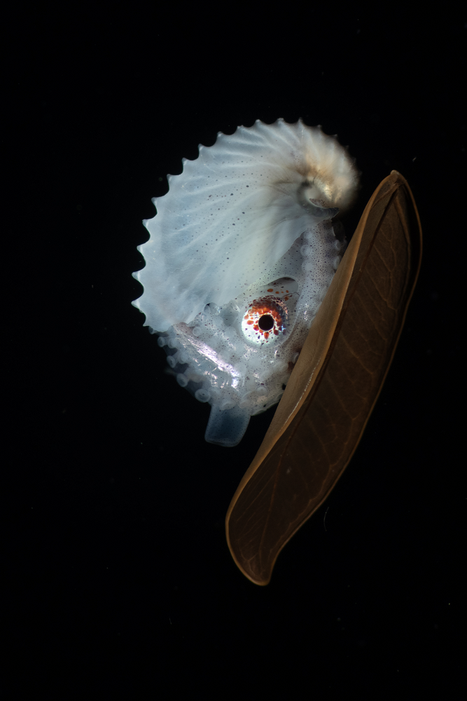 a paper nautilus on a leaf