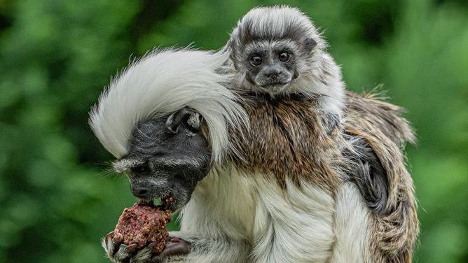 A baby monkey looks at the camera as it sits on its parents back