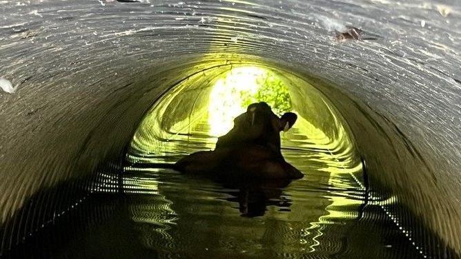 A cow is stuck in a tunnel with shallow water flowing along the bottom. The far opening is brightly illuminated, showing green vegetation outside.