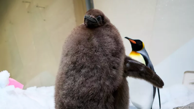 Younger Pesto with his full coat of brown fluffy feathers 