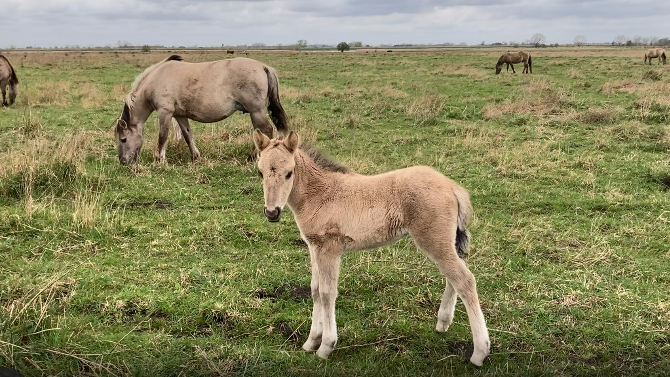 A foal standing in a field with other horse