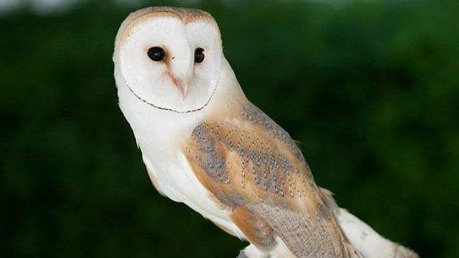 Darcy the Barn Owl