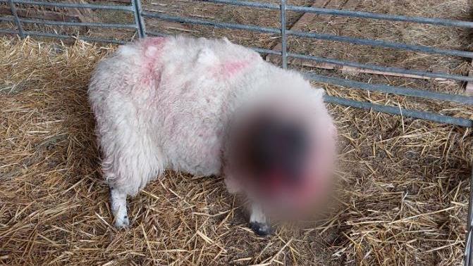 A picture of a bloody sheep. Its face has been blurred due to the shocking nature of the injuries.