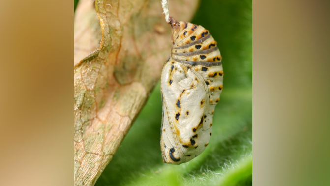 A chrysalis hanging from a yellow leaf. The chrysalis is also yellow with little speaks of black and orange. The colours blend in with the colour of the leaf. Its body is bulging.