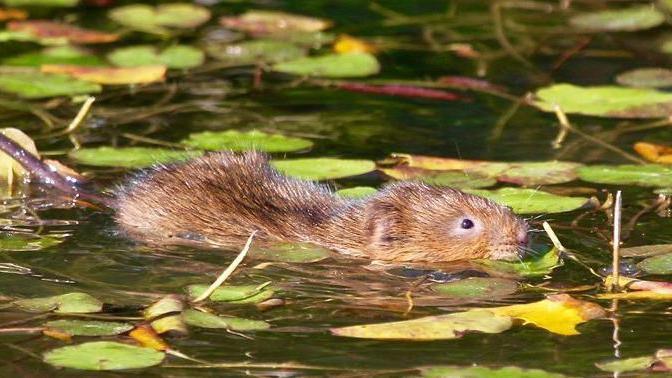 A water vole swims through still water covered with lily pads and floating leaves, its head and back visible above the surface as it moves between the vegetation.