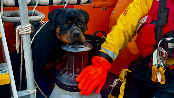 This picture shows a dog on a boat, standing beside a large metal object. A person wearing bright orange gloves and yellow RNLI-style protective clothing is also visible, with one hand resting on the metal. 