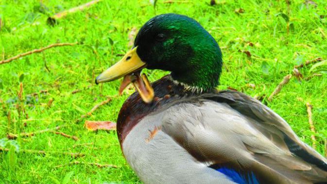 Image of a mallard duck with the bottom half of its beak broken and pointing at a different angle to the rest of the beak.