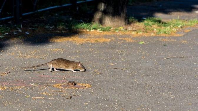 A rat scurrying across a road near a tree