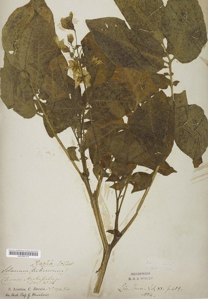 A Chilean potato plant brought back by Charles Darwin in 1835