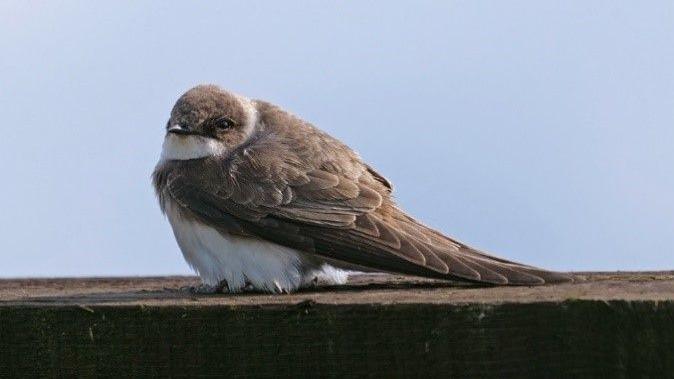 Resting sand martin