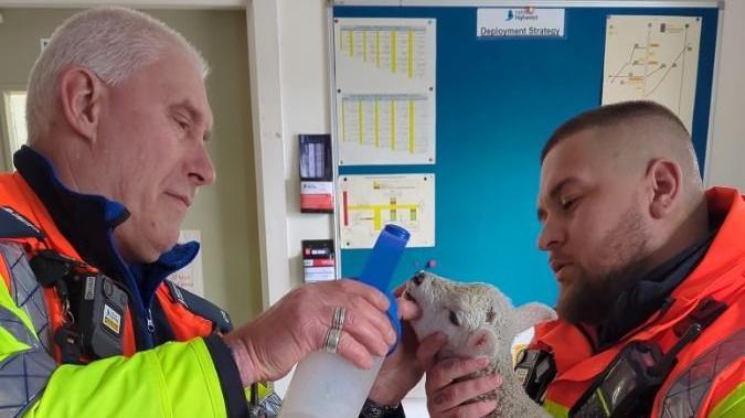 Tim Lea is shown feeding the lamb some milk from a bottle