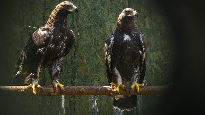 Golden Eagles