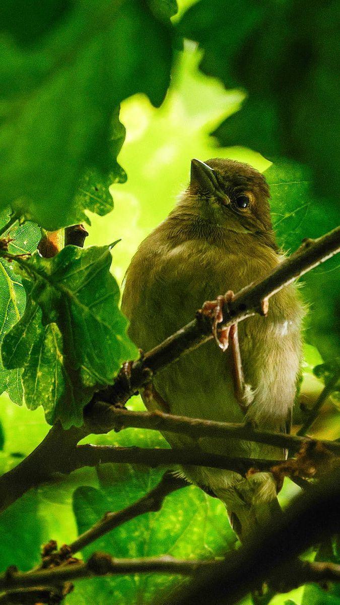 A small bird with yellow/light brown plumage sits on tree branch, nestled in amongst green leaves.