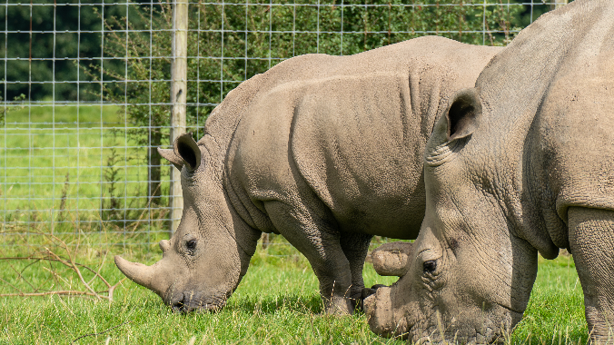 Amara and another rhino graze on the grass.