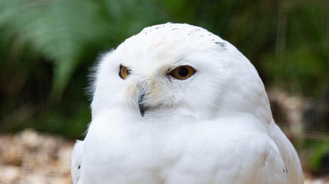 A close up of a white own with dark yellow eyes and a black beak. 