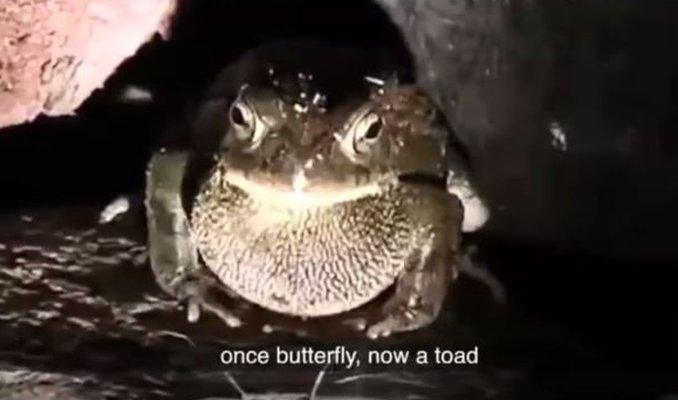 Toad