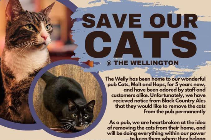 A poster encouraging pub customers to help 'save our cats', with pictures of two cats: one tabby and one black and white