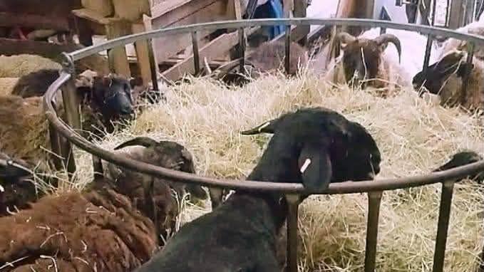 A heard of sheep stood around a feeding pen with a load of hay inside.  The sheep are a mixture of black, brown and white. Some have horns. 