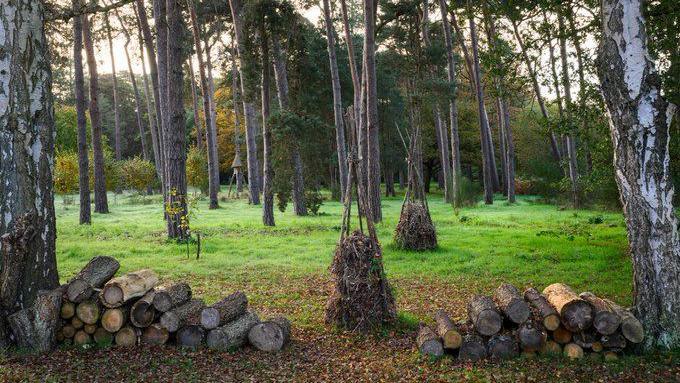 A forest scene with small piles of chopped logs in the foreground, and built up piles of stick on grass in the background. The trunks of tall trees are seen as well as smaller trees and shrus