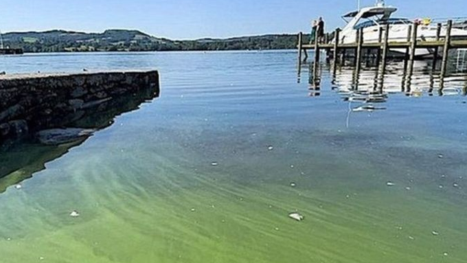 Green water in Lake Windermere