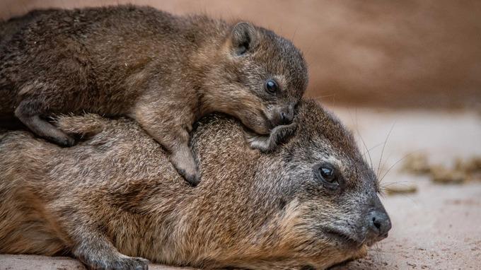 hyrax pups