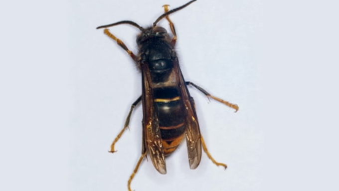 An Asian hornet from above on a white background. It has a dark striped thorax and yellow-tipped legs.