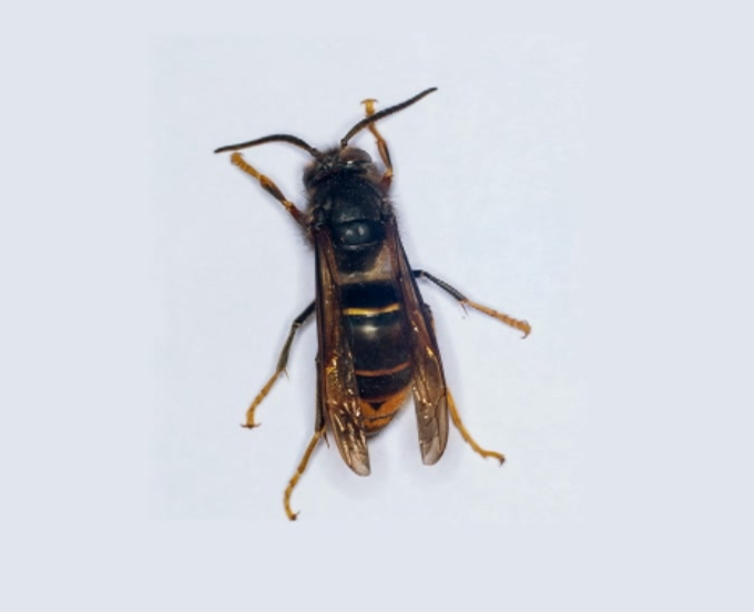 Asian hornet