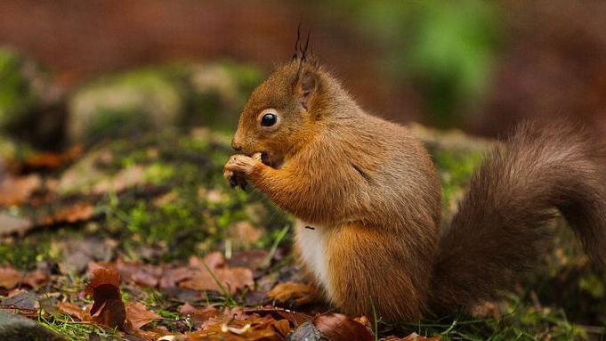 A red squirrel munching on a nut in a forest.