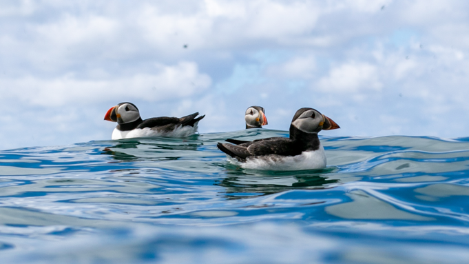 Three puffins on the sea, with a cloudy sky in the background