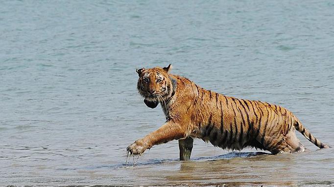 An tiger wearing a radio collar wades through a river after being released by wildlife workers in Storekhali forest in the Sundarbans,