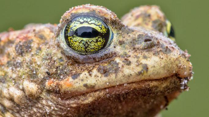 Close-up of a natterjack toad.