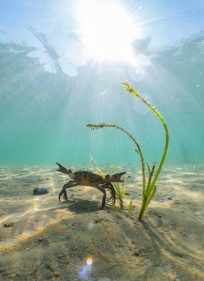 crab on seabed