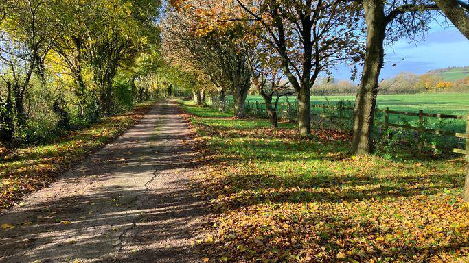 A country lane lined by trees with the last autumn leaves still clinging on and lots of leaves on the ground