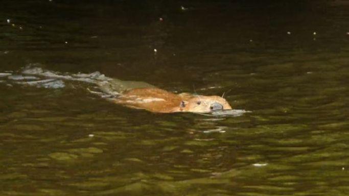A large brown beaver swimming in a river