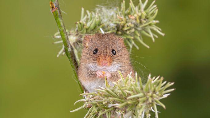 Harvest mouse.